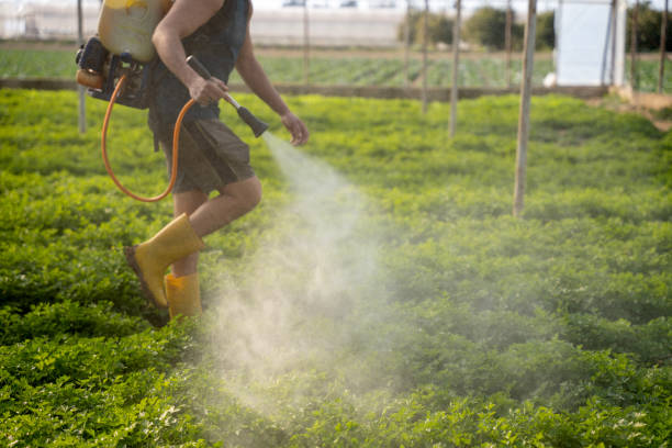 Best Pest Removal Services  in Clancy, MT