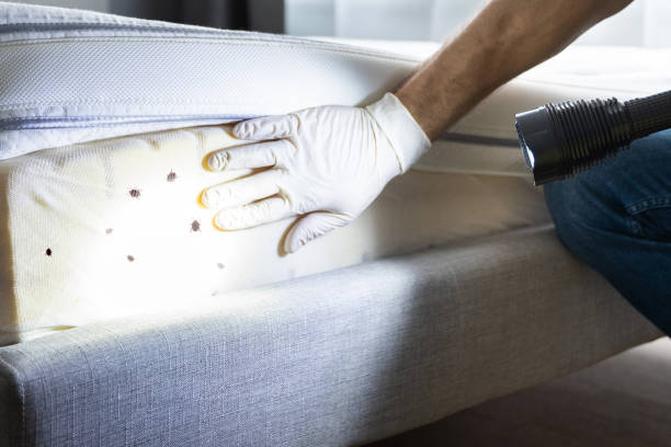 Best Wasp Removal Services  in Clancy, MT