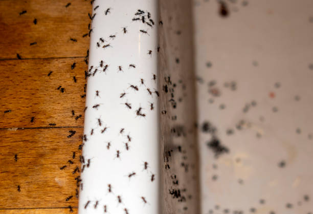 Best Best Pest Control Companies  in Clancy, MT