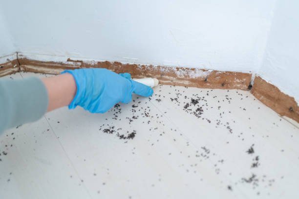 Best Termite Control Services  in Clancy, MT